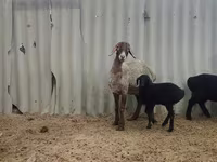 Ovelha, Arashan sheep — foto 5