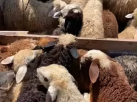 Кочкор, Койлор — сүрөт 2