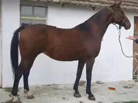 Yegua, Caballos — foto 1