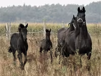 公马, Dutch warmblood horse — 照片 6