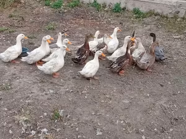 Ducks — Armenia
