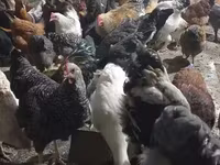 Chickens — photo 1