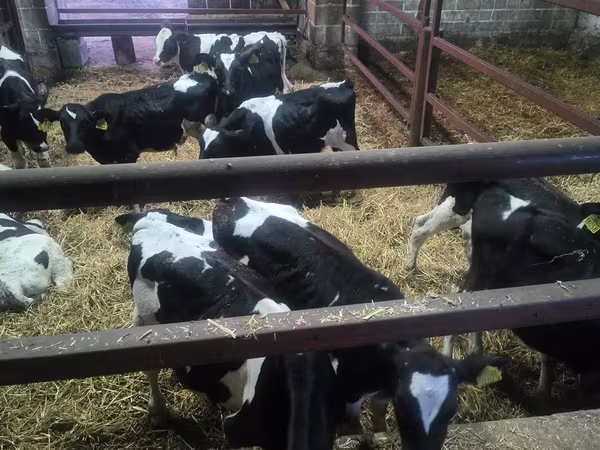 Ցուլ, Russian Black pied cattle