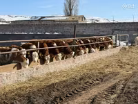 Vaca, Simmental cattle — foto 2