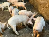 Säue, Schweine — Foto 3