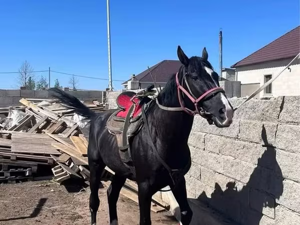 Конь, Казахская лошадь