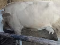 Cow, Latvian Blue cattle — photo 5