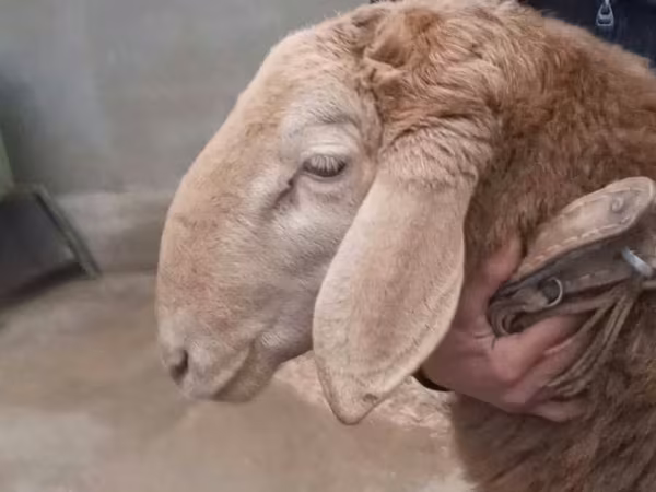 Widder, Arashan sheep