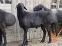 Խոյ, Ոչխարներ — լուսանկար 2
