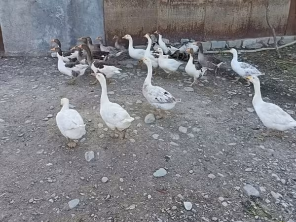 Geese