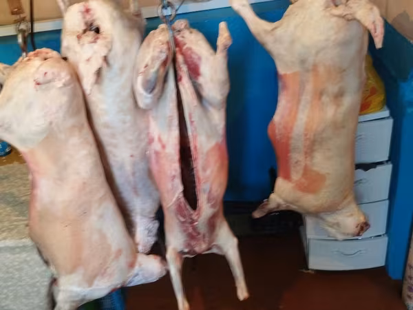 Продам баранину ягнят