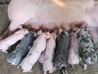 Eber, Schweine — Foto 2