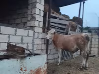 Ցուլ, Խոշոր եղջերավոր — լուսանկար 4