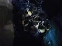 Ducks — Foto 3