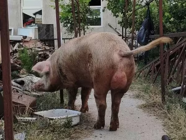 Säue, Schweine