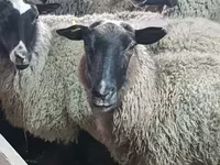 Ոչխար, Romanov sheep — լուսանկար 1
