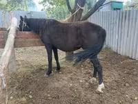 Égua, Cavalos — foto 2
