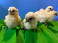 एडलर सिल्वर — फ़ोटो 5