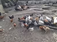 Chickens — photo 2