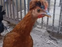 Chickens — الصورة 1