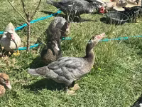 Ducks — Foto 3