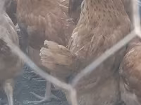 Chickens — Foto 3