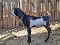 Արու այծ, Kamori goats — լուսանկար 2