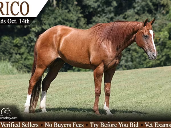 Ձի, Quarter Horse
