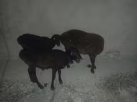 Ոչխար, Karakul sheep — լուսանկար 2