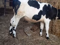 सांड, Russian Black pied cattle — फ़ोटो 1