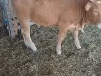 Bull, Limousin cow — photo 4