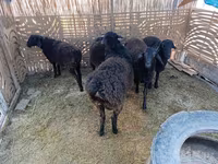 公羊, Sheep — 照片 1