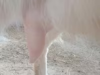 Էգ այծ, Russian White goat — լուսանկար 2