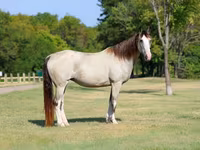 घोड़ी, Skyros Pony — फ़ोटो 3