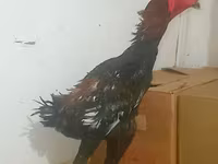 Gallinas Shamo — foto 2