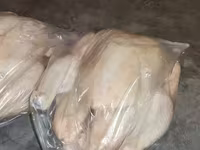 Տնական Բրոլեռ հավեր — foto 3