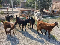 Bode, Cabras — foto 8
