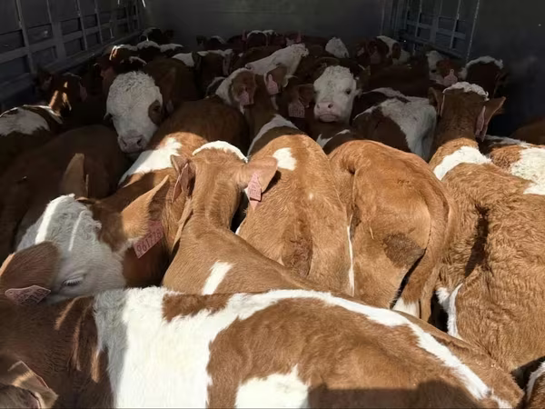 Ցուլ, Simmental cattle