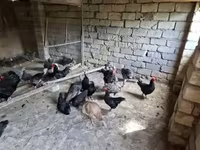 أمريكان غيم — الصورة 5