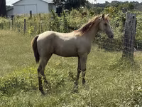 Horse (M), Kentucky mountain daddle horse — photo 7