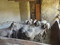 Койлор (партия, жынысы көрсөтүлгөн эмес), Койлор — сүрөт 1