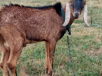Ziegenbock, Ziegen — Foto 4