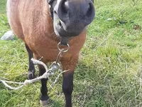 Ձի, American shetland pony — լուսանկար 2