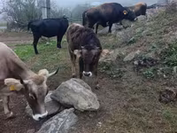 Bull, Cattle — photo 5