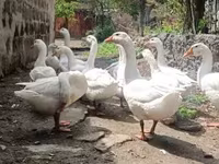 Geese — լուսանկար 1