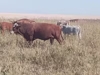 Бұқа, Swiss cattle — 1-сурет