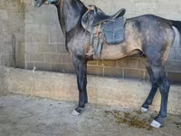 公马, Arabian horse — 照片 5