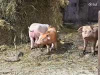 Säue, Schweine — Foto 4