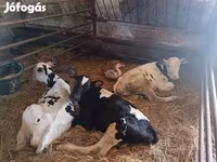 Ցուլ, Russian Black pied cattle — լուսանկար 3