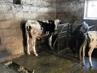 Bulle, Holstein-Rasse — Foto 4